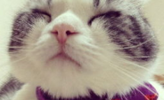 萌猫图片,猫咪表情包来袭！