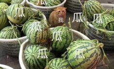 娱乐吃瓜的头像图片大全,海量娱乐头像大盘点