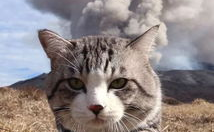 娱乐吃瓜猫捉鸟百度云,猫捉鸟事件全网热议，百度云揭秘幕后真相