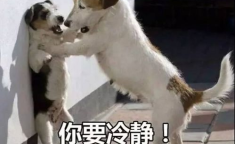 娱乐吃瓜酱中狗妈,娱乐吃瓜酱中的明星宠妈故事